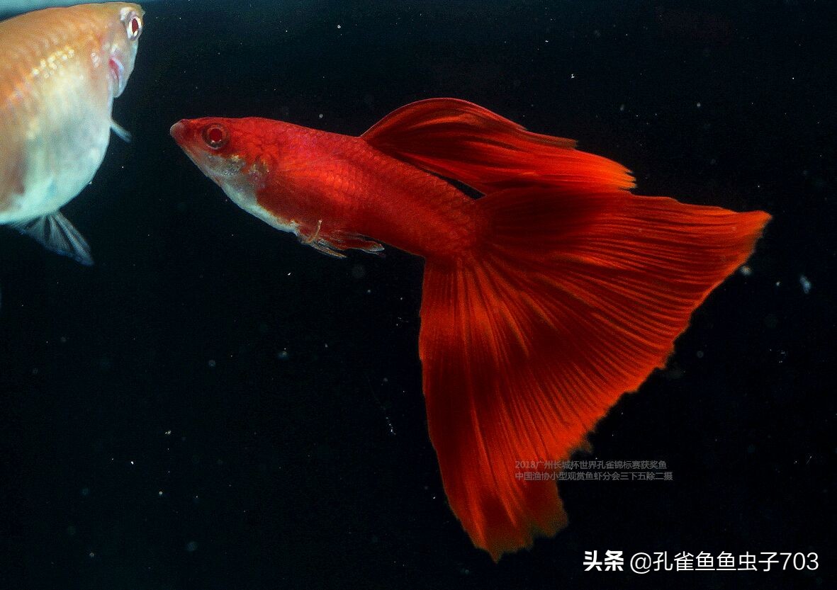 孔雀鱼买回来攻略,孔雀鱼买鱼技巧