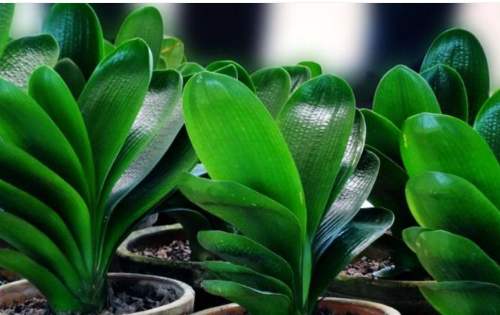 君子兰这样养叶片更油绿光亮,君子兰一年四季养殖方法和技巧