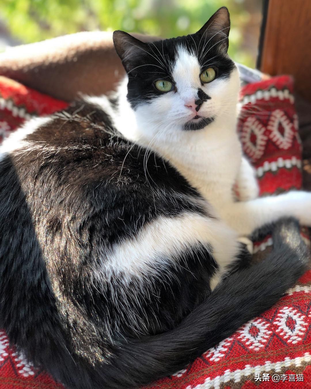 猫咪的驯化历史,猫咪的饲养技术