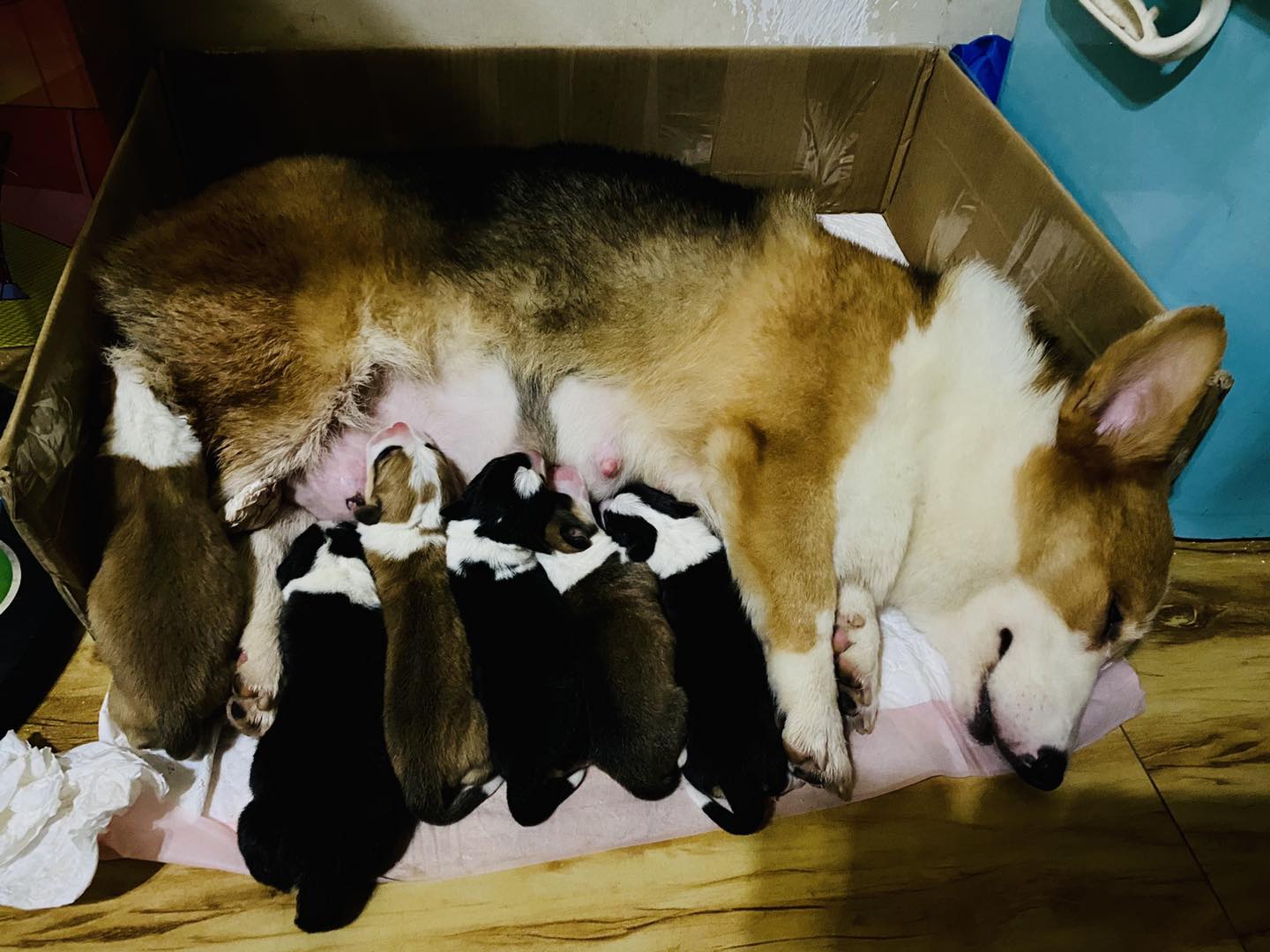 最尴尬的事情发生了，家里的柯基犬第一次交配没经验，还要被围观