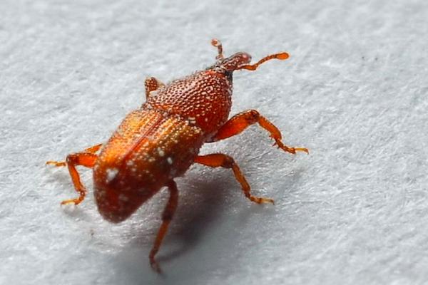 盘点世界上最致命的害虫,世界上哪一种害虫最可怕