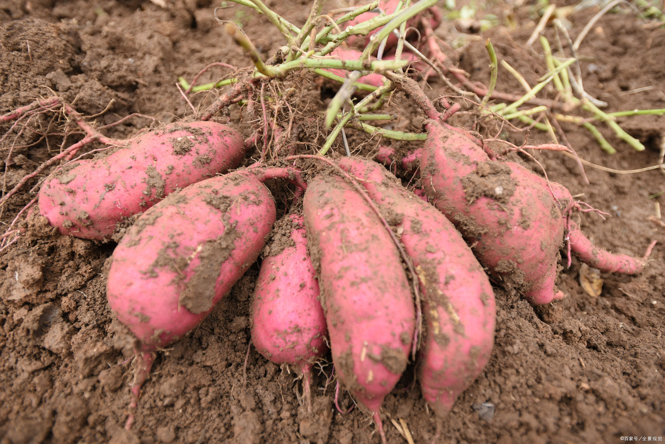 红薯高产种植什么叫控旺,地瓜控旺技术