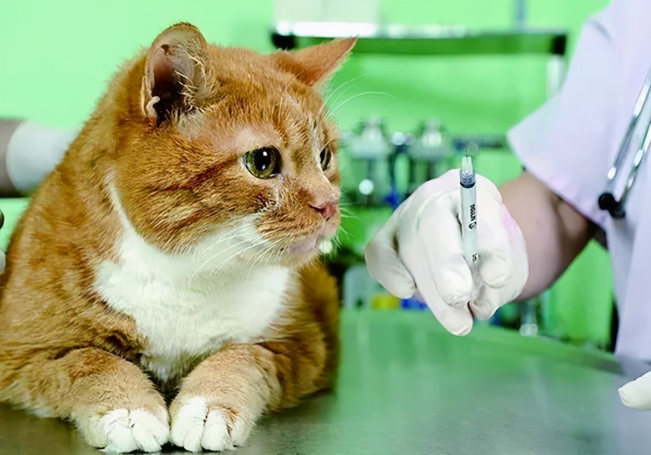 猫咪心包疝和心脏肥大,猫咪心脏的位置在哪里