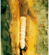 桃树9大虫害分析,蚜虫类、介壳虫类等虫害防治方法介绍