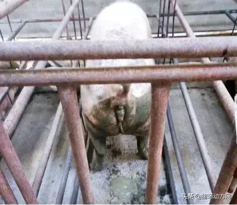 看过来，母猪体温过低的三大内因及实用解决方案！