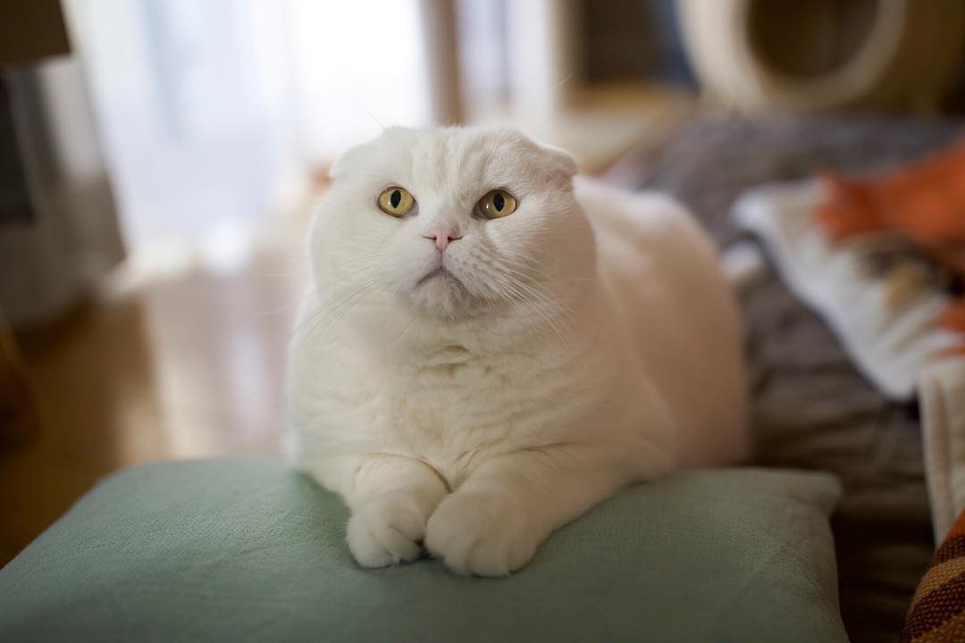 猫咪口臭怎么办4招减少90%烦恼,猫咪口臭原因有哪些