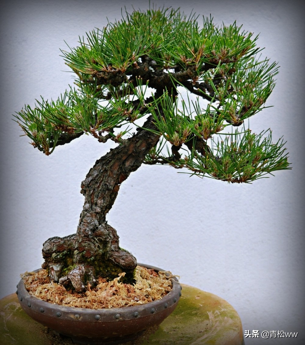 盆景植物烂根了怎么补救,盆景黄叶的处理方法