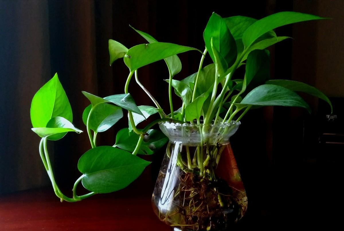 水培绿萝怎么养才能更旺盛不发黄,水培绿萝加了营养液需换水吗