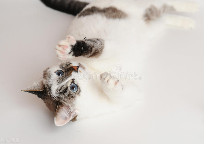 关于小学数学教育的论文范文,小学教育数学论文