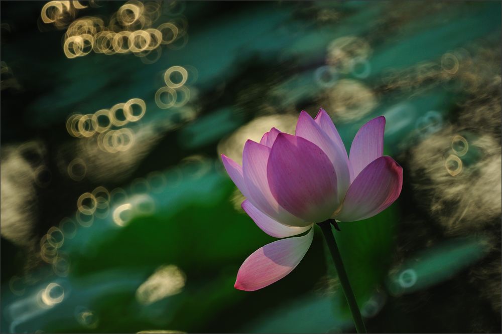 质感摄影视频,质感也是微距摄影的表现