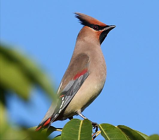 东江揽胜,惠州淡水常见鸟类图谱