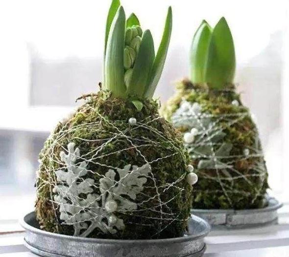 怎么养青苔盆景,苔玉盆景