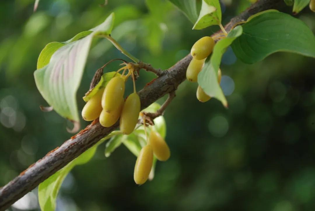 硬核整理!高清中药教材原植物彩*图色**谱(四期)