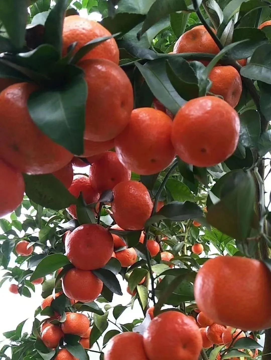 有机菌肥哪个品牌最好,有机菌肥多少钱一袋