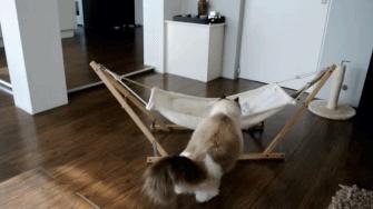 布偶猫身长四十厘米体重九斤,超级可爱的布偶猫有两万斤