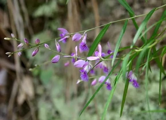路边常见的中草药植物,路边常见草药视频