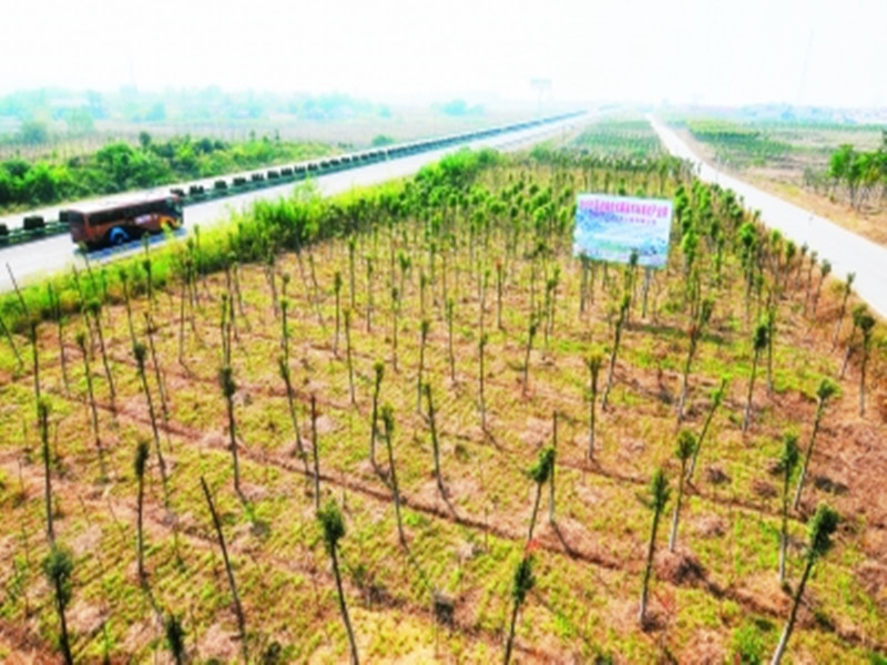 苗木一签两证,苗木两证一签什么意思