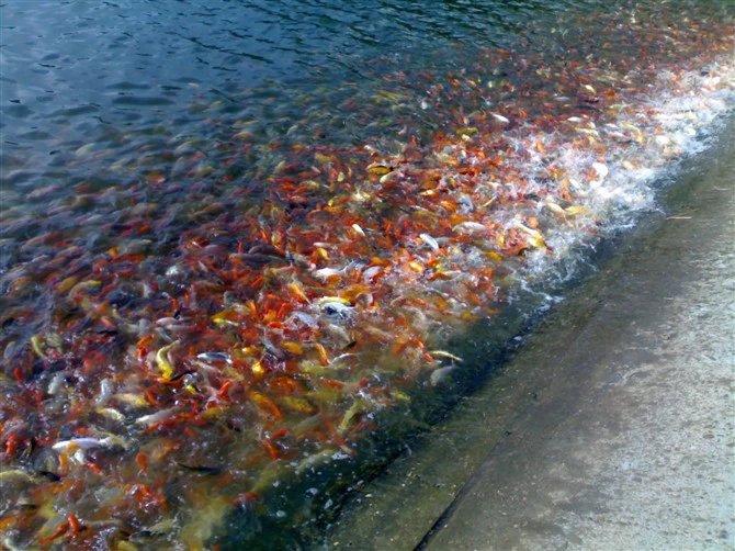 湖南最好的锦鲤养殖基地,湘潭锦鲤养殖