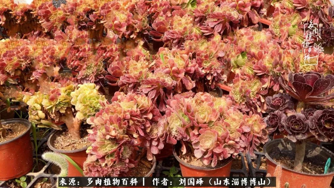 多肉安全度夏技巧,多肉如何度夏教学