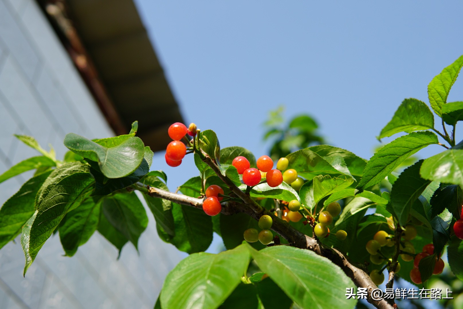 最美四月摘樱桃,五月份去哪里摘樱桃最好