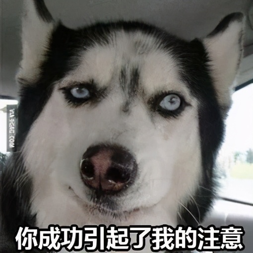 给狗狗取名字会影响它的性格吗,怎么给狗狗起名字才会听话