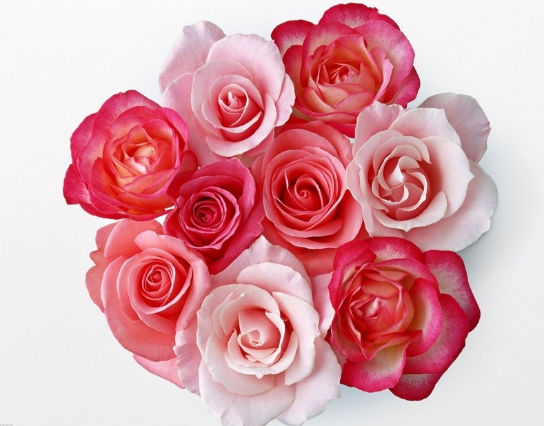 各种颜色的玫瑰花语,卡布奇诺玫瑰的花语