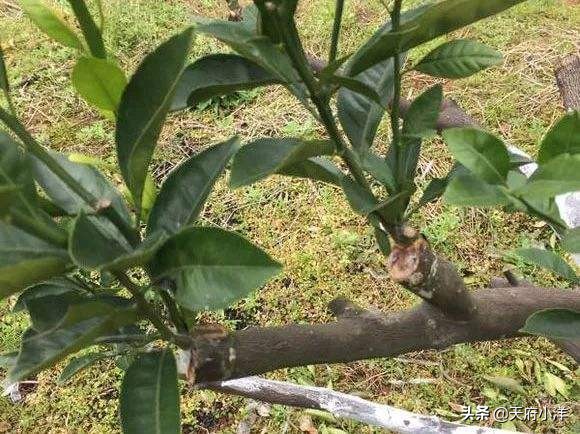 桔子树嫁接成活率最高的方法,桔子树嫁接成活率最高的嫁接方法