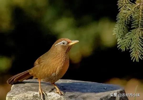 鸟类幼鸟如何喂食,鸟类幼崽怎么养