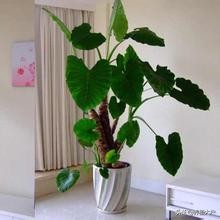 滴水观音植物水培烂根如何处理,滴水观音虫害