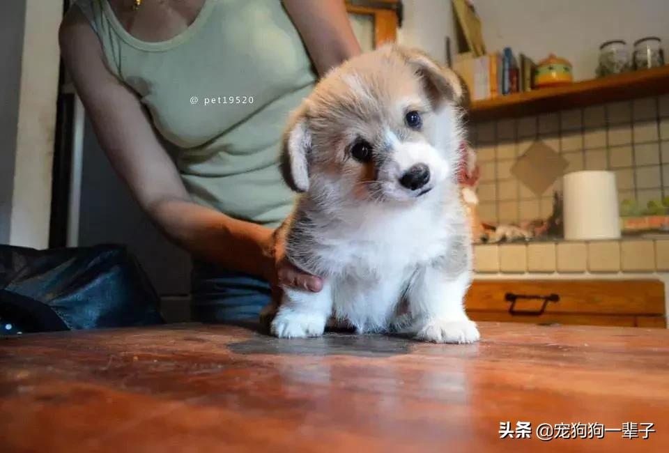 为什么狗歪着头,狗歪着头跑