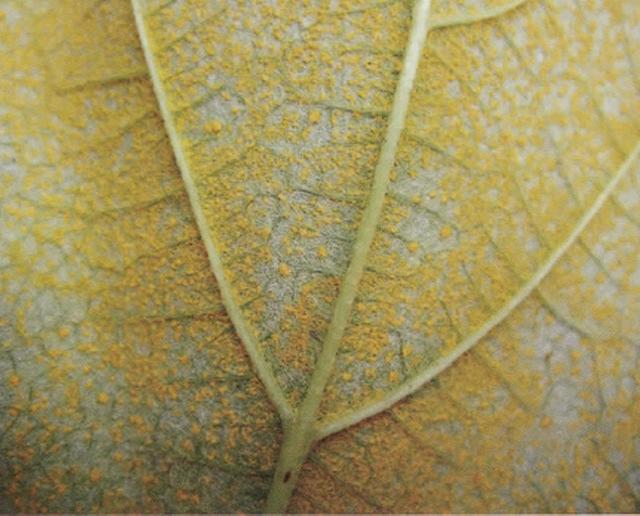 葡萄果锈病的原因和治疗方法,葡萄为什么会产生锈病