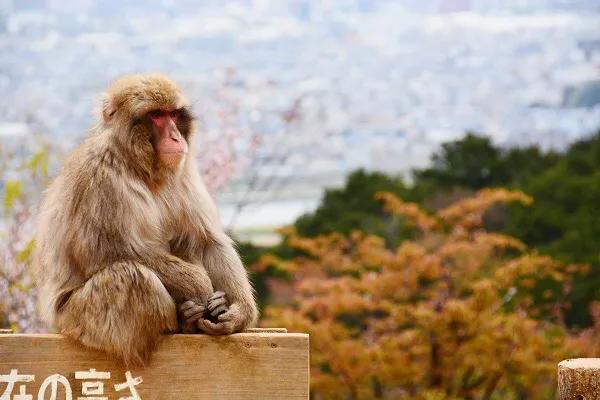 日本必买的十大萌物,日本最受欢迎的萌物推荐