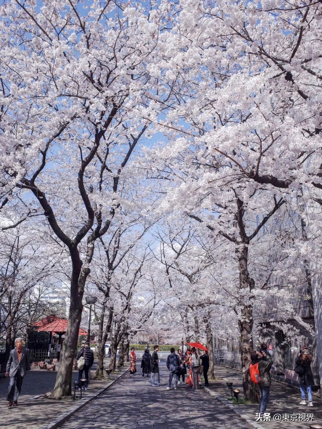 我在京都，攒下一整个春日的绝美樱色送给你。