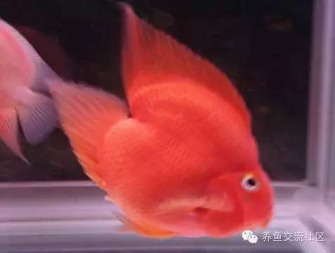 招财热带鱼观赏鱼大全,财神鹦鹉鱼热带观赏鱼