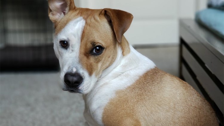 怎么正确给狗狗戴项圈,怎么纠正狗狗不爱回家