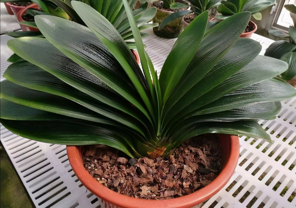 养花土壤反碱怎么处理好,养花土是碱性如何解决