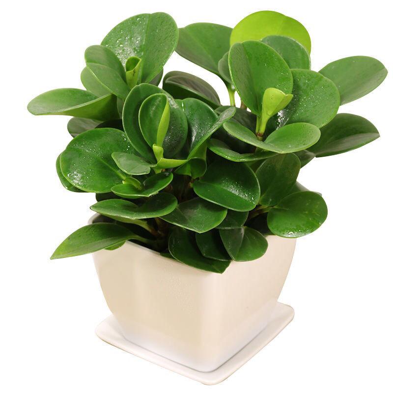 100种绿植大全,50种盆栽绿植花卉大全