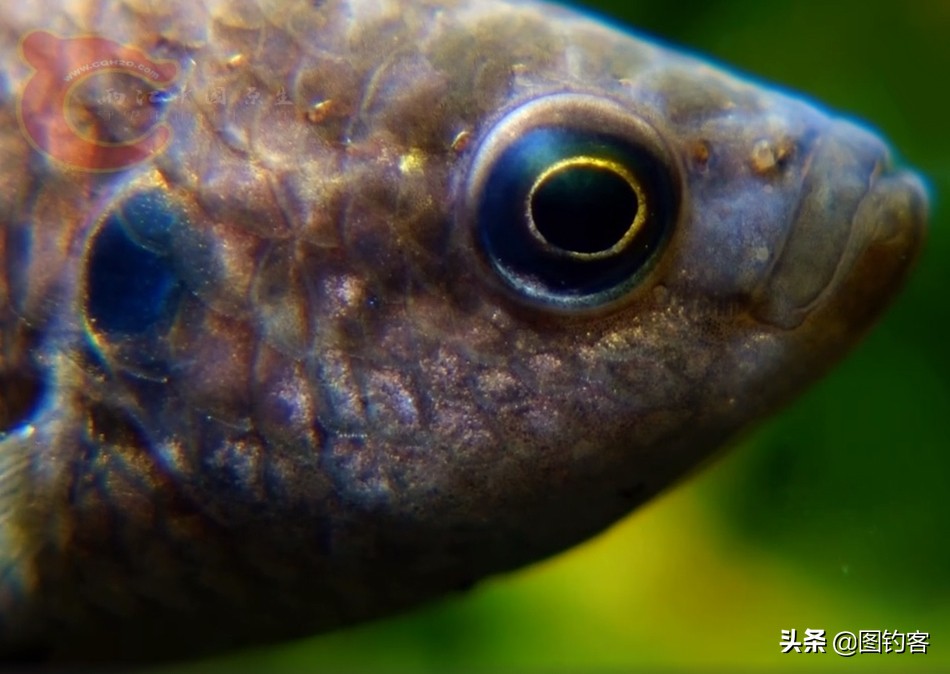 “一生都在打架中度过”：中国斗鱼，是观赏鱼中的“平头哥”