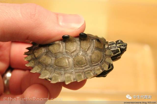 正宗的地图龟,史上最差的地图龟