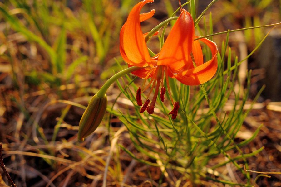 百合主要病虫害有哪些,百合病虫害管理