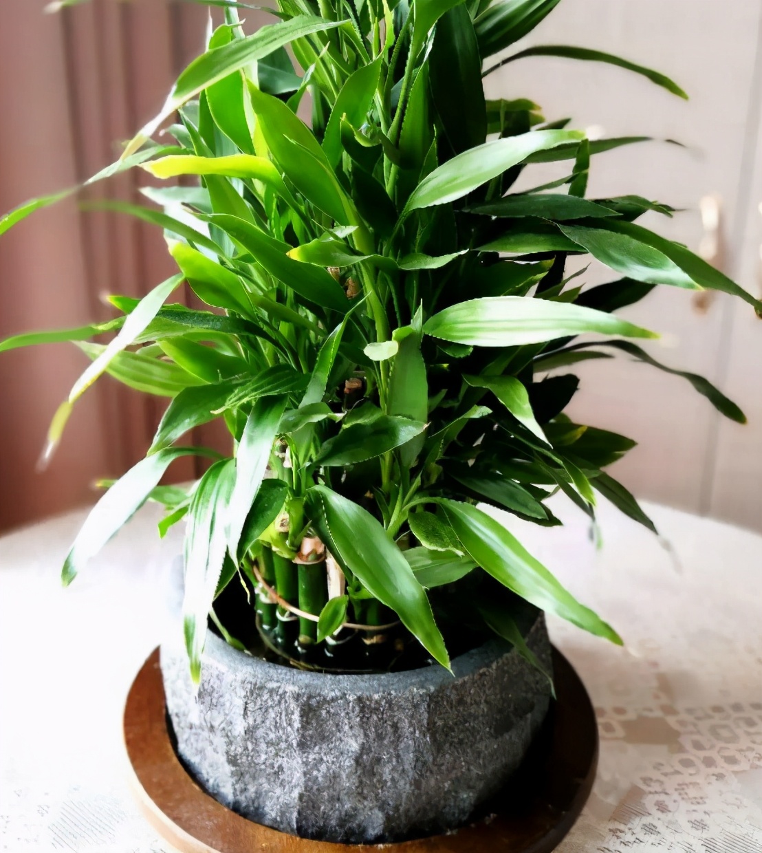 水培富贵竹根部不发芽怎么办,水培富贵竹没生根前怎么养