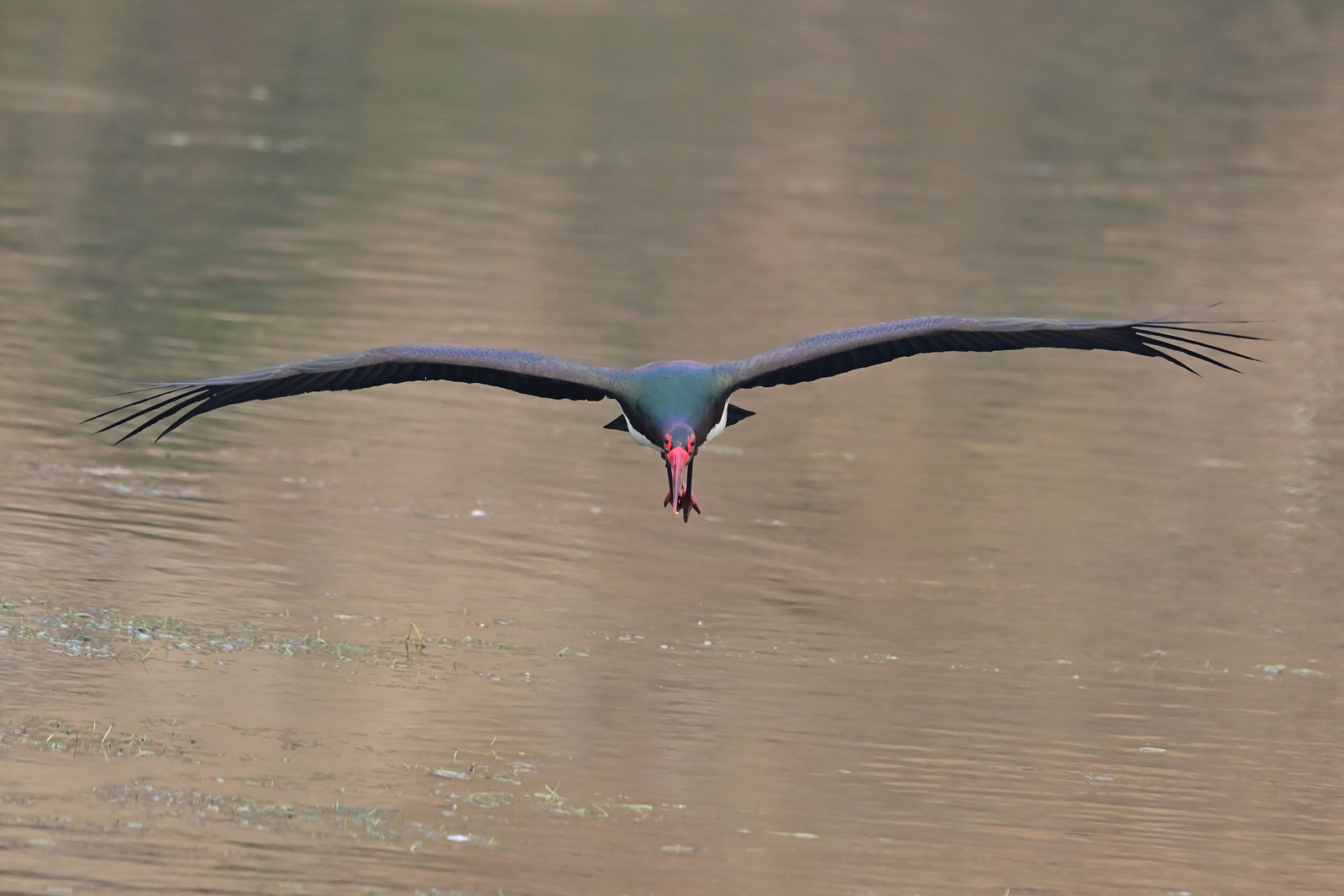 记录甜美的人像尼康z6实拍体验,尼康z6ii拍鸟怎么样