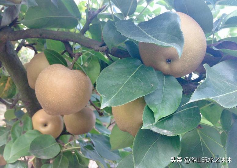 永川吃喝攻略旅游景点,永川旅游攻略推荐