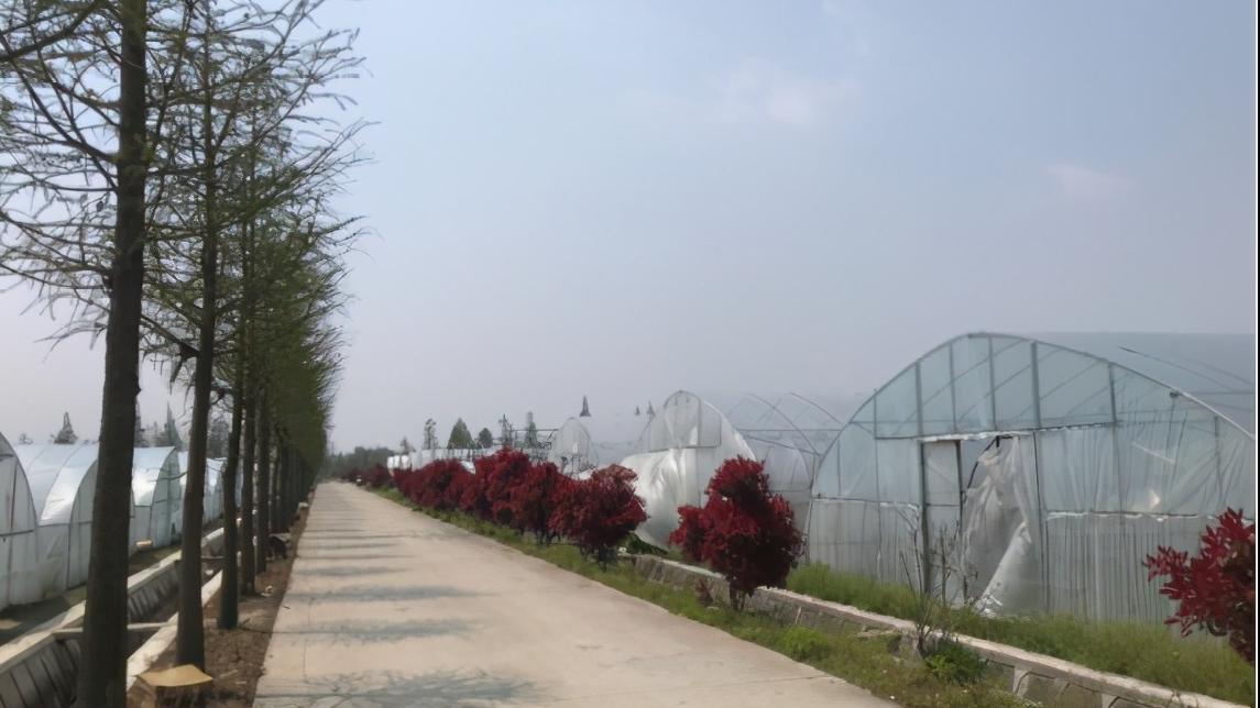 哪个草莓园的草莓便宜又好吃又大,上海新鲜草莓推荐