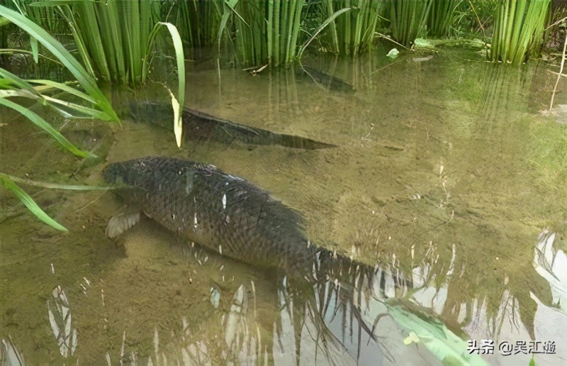 抓蟹的方法和技巧,捉山蟹的方法
