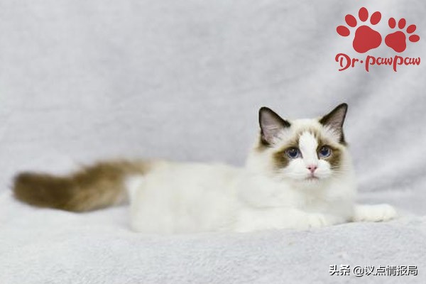 普安特猫癣药怎么样,治疗幼猫猫癣的最佳方法