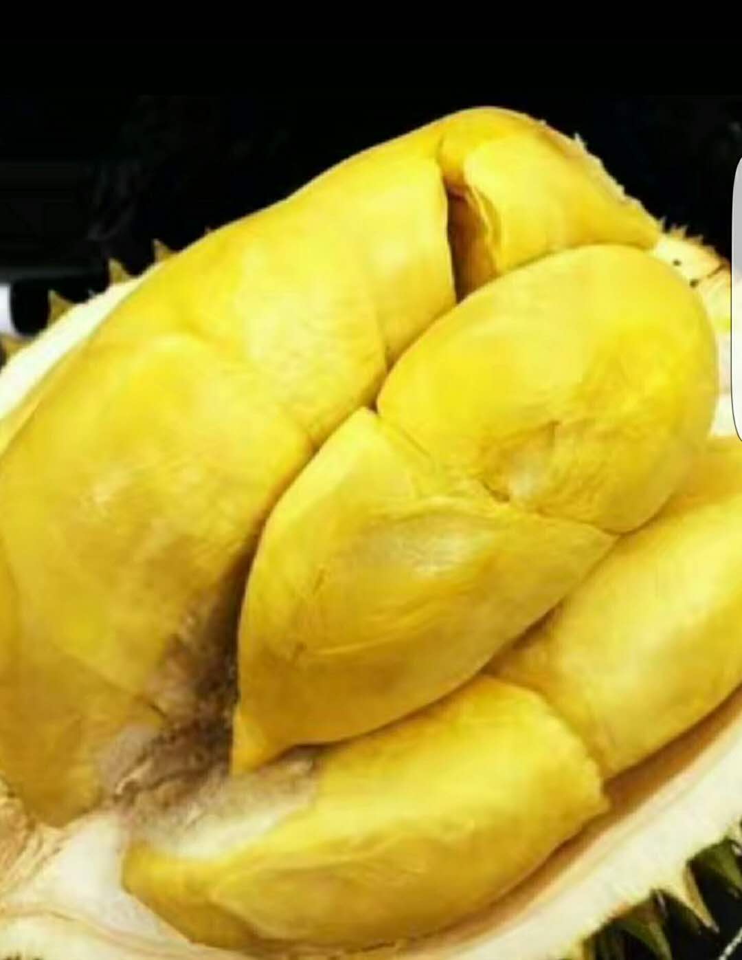 榴莲为什么有特殊的气味和味道,榴莲有酒味微微发苦吃了肚子疼