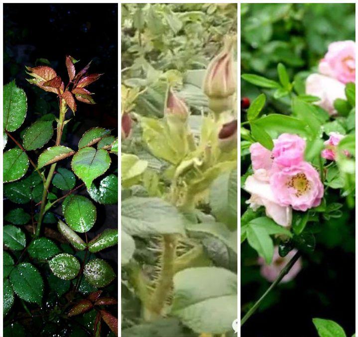 花店玫瑰是哪里来的,花店的玫瑰花是现成的吗