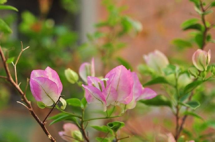 三角梅10大勤花品种,三角梅勤花十大品种