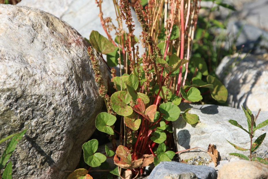 米亚罗-大美理礼县